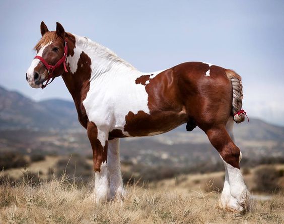 Percheron Paint Horse